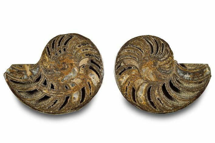 Jurassic Cut & Polished Nautilus (Cymatoceras) Fossil -Madagascar #283127